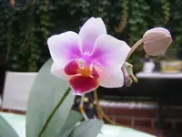 Orchideenblüte.webp