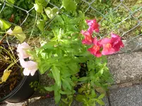 P1090233.webp