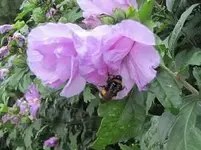 07 01 Lavendula vorher.webp