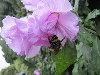 07 02 Lavendula nachher.webp
