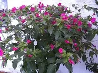 12 02 Katzenfee nachher.webp