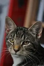 20 02 Gitti5 mein Stubentiger als junger Kater nachher.webp