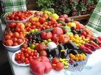 21 01 katekit Tomatenvariationen vorher.webp
