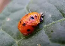 22 01 Marienkäfer vorher.webp