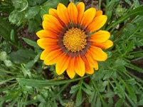 100_5588.webp