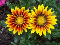 100_5590.webp