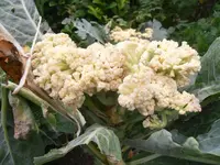 P8310631.webp