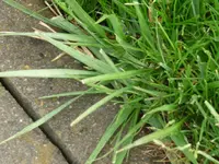 P1070271 Unkraut2.webp