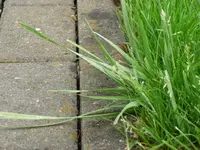 P1070273 Unkraut3.webp