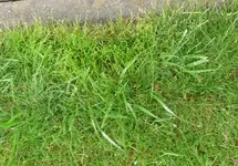P1070275 unkraut4.webp