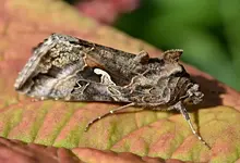 DSC_6755_Gammaeule.webp