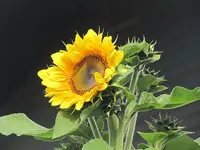 021.webp