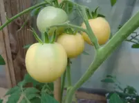 CIMG0710.webp