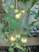 CIMG0709.webp