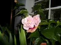 CIMG0007.webp