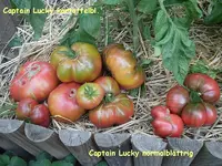 Captain Lucky.webp