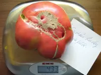 k-Tomaten 019.webp