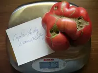 k-Tomaten 020.webp