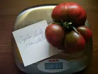 k-Tomaten 021.webp
