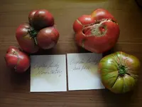 k-Tomaten 025.webp