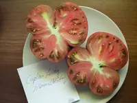 k-Tomaten 027.webp