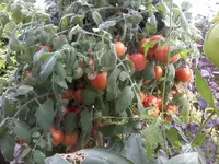 FuzzyII01_09_13.webp