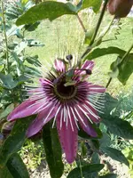 PassifloraViolacea1_9_13.webp