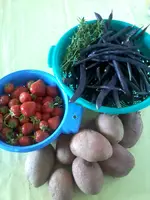 Ernte01_09_13.webp