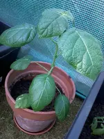 BaumtomateII6_5_13.webp