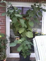 ZwergBaumtomate2,20Meter03_09_13.webp