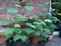 Paraserianthes lophanthaSeidenakazie Gelb Albizia Lophantha.webp