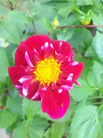 image.webp