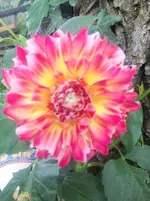 image.webp