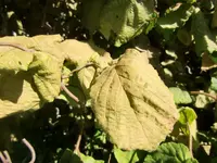 CIMG3495.webp