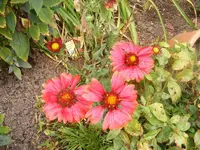 Kokardenblume 2.9.2013.webp