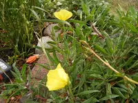 Nachtkerze 3.9.2013.webp