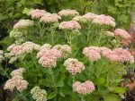 Sedum 3.9.2013.jpg