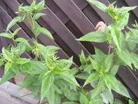 Sonnenblume 3.9.2013.webp