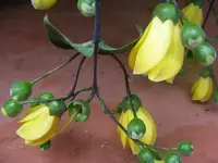 Wachsglocke 3.9.2013.webp
