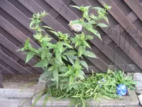 Kleines Beet 3.9.2013.webp