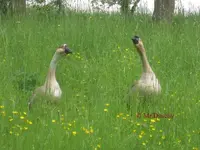 T_Höckergänse_2011_mr.ditschy_2.webp