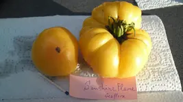 SAM_2403.webp