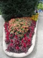 SAM_1463.webp