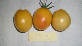SAM_2442.webp