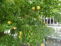 SAM_1476.webp