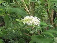 018.webp