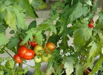 Tomaten2 (2).webp