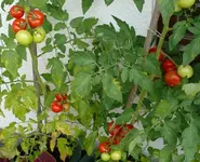 Tomaten3 (2).webp
