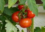 Tomaten4 (2).JPG