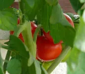 Tomaten5 (2).webp